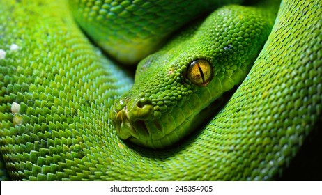 Body of green tree python Morelia viridis close-up. Portrait art. Snake skin, natural texture, abstract, graphic resources. Nature, environmental conservation, animal wildlife, zoology, herpetology - Powered by Shutterstock