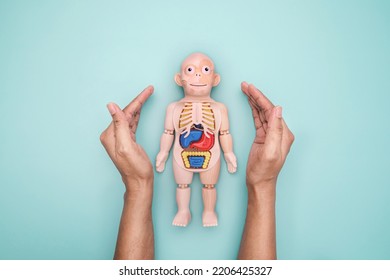 Body Human Anatomy Model Toy Doll In Hand On Blue Background, Medical Health Care Insurance For Healthy Wellness Life And Annual Checkup Concept