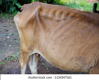 Body Of Skinny Cow In Farm