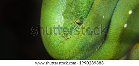 A body of young green tree python Morelia viridis close-up. Portrait art. Snake skin, natural texture, abstract, graphic resources. Environmental conservation, wildlife, zoology, herpetology