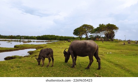 Boe beach, Bontoloe village, Takalar district, South Sulawesi. the beach across from the lake and fish ponds. it looks like a savanna with cows eating the grass