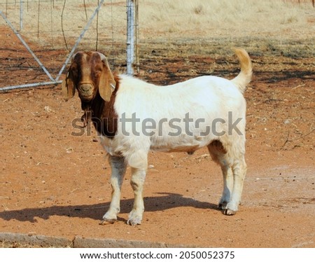 Boer goad ram stud standing side view
