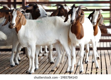 The Boer goat is a breed of goat that was developed in South Africa in the early 1900s and is a popular breed for meat production.
