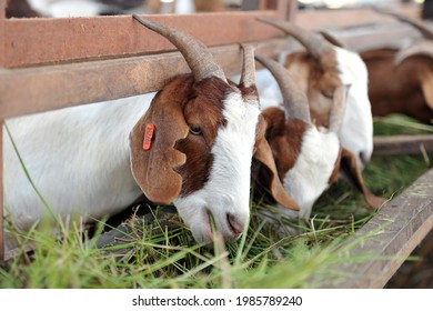 The Boer goat is a breed of goat that was developed in South Africa in the early 1900s and is a popular breed for meat production.