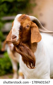 Boer goat buck, a breed of goat that was developed in South Africa in the early 1900s and is a popular breed for meat and milk production, with its typical beard brown and white body and curved horns