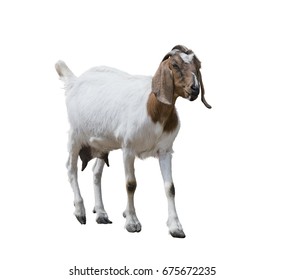 Boer Goat Isolated On White Background