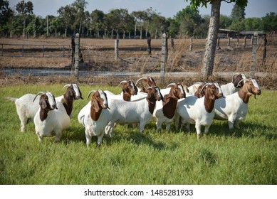 boer goat in phanomsarakam thailand