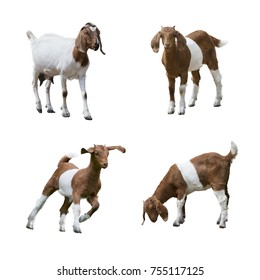 Boer Goats isolated on white background