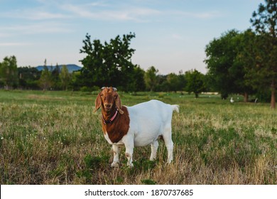 Boer Goats On A Goat Farm