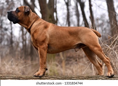 boerboel big