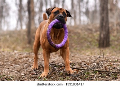 boerboel big