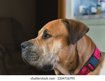 Boerboel Or Boerboel - A Breed Of Dog That Originated In South Africa, Belongs To The Group Of Molossians, Mastiffs. Close-up