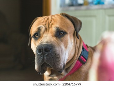 Boerboel Or Boerboel - A Breed Of Dog That Originated In South Africa, Belongs To The Group Of Molossians, Mastiffs. Close-up