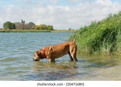 Boerboel Or Boerboel - A Breed Of Dog That Originated In South Africa, Belongs To The Group Of Molossians, Mastiffs. Drinks Water From The River On The Shore