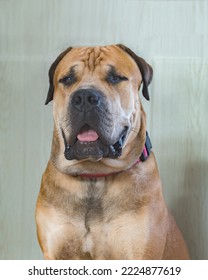 Boerboel Or Boerboel - A Breed Of Dog That Originated In South Africa, Belongs To The Group Of Molossians, Mastiffs. Close-up