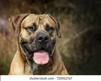 Boerboel - Head portrait - South African bulldog
