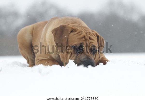 Boerboel Moloss Dog On Snow の写真素材 今すぐ編集