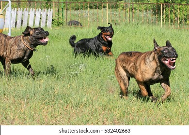 Boerboel And Rotweiller