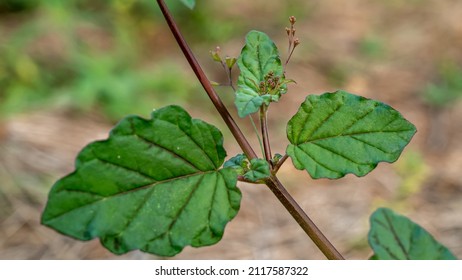 Boerhavia erecta or Erect spiderling or Erect boerhavia, commonly known as the erect spiderling or the erect boerhavia