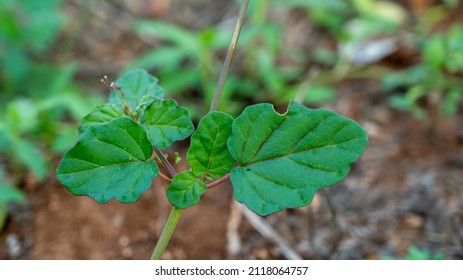 Boerhavia erecta or Erect spiderling or Erect boerhavia, commonly known as the erect spiderling or the erect boerhavia.