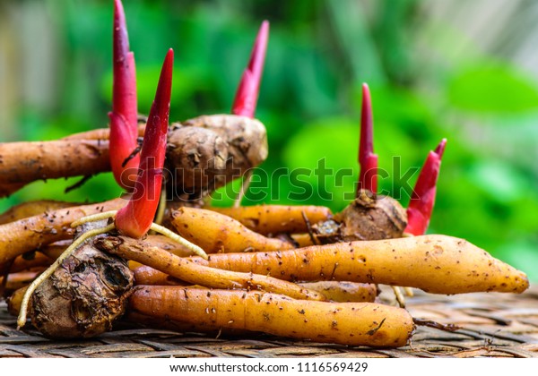 Hot New 100% Original  Fingerroot Chinese Ginger Heirloom Herb From Thailand.