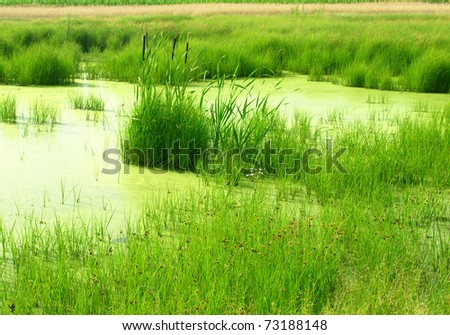 bog