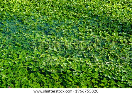 Bog bean on surface ttexture background