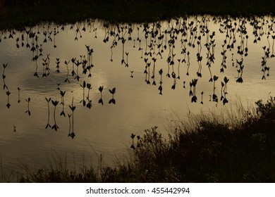 Bog Bean Reflected In Peatland Pool System After Dark, Forsinard Scotland/