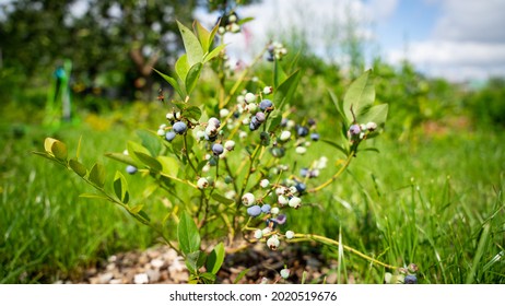 A Bog Bilberry Plant In The Field