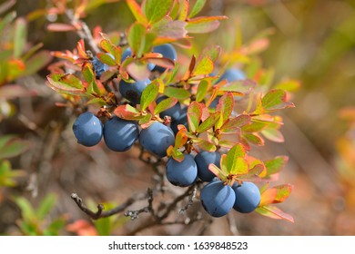 Bog Bilberry Shrub With Fresh Berries