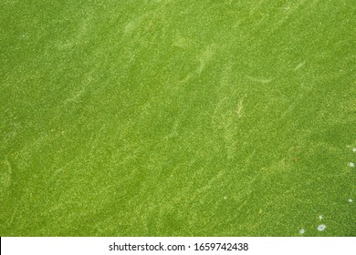 Bog Covered With Green Ooze. Texture Of Green Swamp Ooze With Insect. Green Swamp Mud With Insect And Grass.