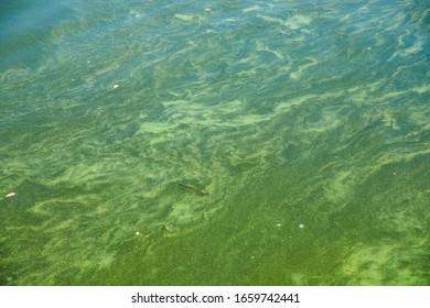 Bog Covered With Green Ooze. Texture Of Green Swamp Ooze With Insect. Green Swamp Mud With Insect And Grass.