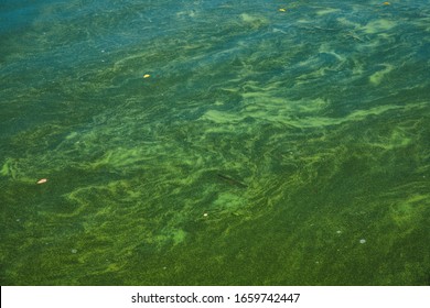 Bog Covered With Green Ooze. Texture Of Green Swamp Ooze With Insect. Green Swamp Mud With Insect And Grass.