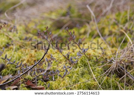 Bog Cranberry Stems with Tiny Leaves on Sphagnum Moss Carpet in Spring — Vaccinium oxycoccos, Peat Bog Plant, Wetland Ecosystem, Pre-Bloom