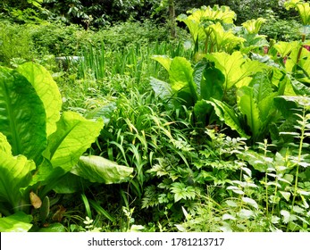 Bog Garden With Gunnera Plants