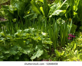 Bog Garden In Spring Growth