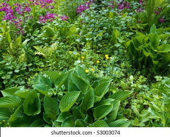 Bog Garden In Spring Growth