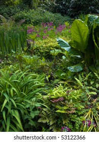 Bog Garden In Spring Growth