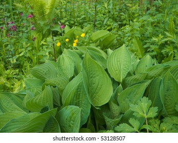 Bog Garden In Spring Growth