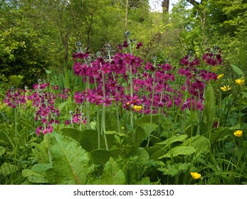 Bog Garden In Spring Growth