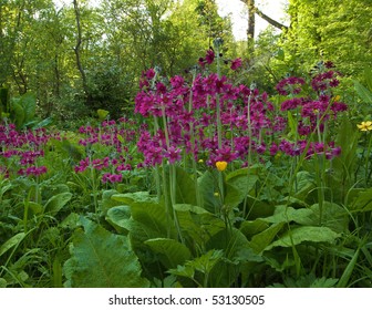 Bog Garden In Spring Growth