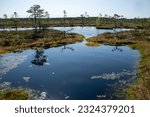 bog landscape, spring-colored bog vegetation, small bog lakes, islands covered with small bog pines, grass, moss, peat islands in a large basin system