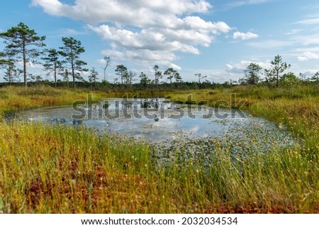 bog landscape with bog trees, lake, grass and moss. Cloud reflections on the surface of the lake, a step on the swamp, autumn colors decorate the bog vegetation, Niedraju Pilkas swamp, Pale, Latvia