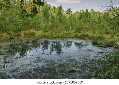 Bog Pond Before Siltation In A Large Bog Near Steinhude, Northern Germany