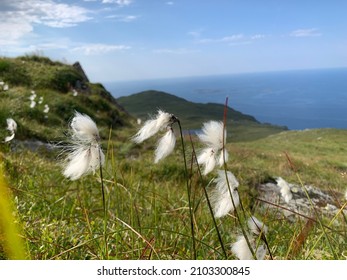 Bog Roll On Mountains Out To Sea