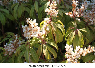 Bog Rosemary In The Garden