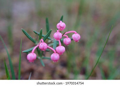 Bog Rosemary In Lapland Swamp