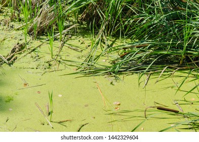 Bog   sedge