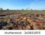 Bog at spring time