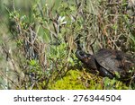 Bog Turtle